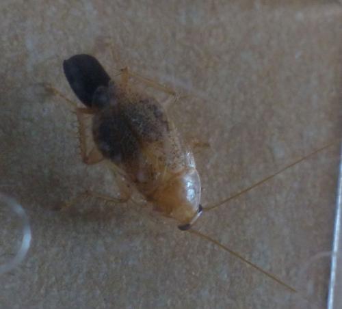 Planuncus vinzi